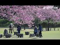 「桜✕星」静寂にトゥインクル　井川町・日本国花苑