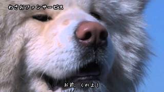 2011-2月ブサかわ犬　わさお　散歩とファンサービス