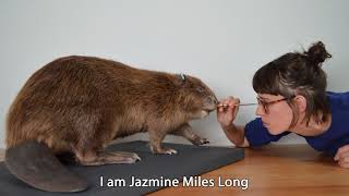 Creating the River Otter Beaver - Taxidermy by Jazmine Miles Long