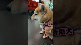 【介助犬留奈】バランスを取る技がさすが！　#柴犬 #犬 #shibainu #dog #柴犬るな #介助犬るな #介助犬 ＃ルナちゃん #shibaken