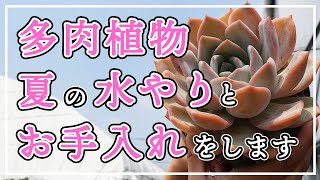 【多肉植物】もうすぐ夏！夏を乗り切るための水やりとお手入れ方法をお届けします！