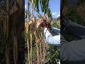 PANEN JAGUNG SUPER CEPAT BOOOSSQ#hootvideo,#LUCU#VIRAL#GUYONAN#TOTORIAL#CARA