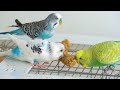 16 things every bird owner should have