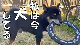 犬らしいことして輝く柴犬と遊べて嬉しい2歳の妹