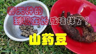 春天移植的山药豆，到现在长成啥样了？