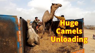 Big Camels Unloading