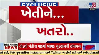 Crops hit in locust swarm attack in Meghraj | Aravalli | Gujarat | TV9Gujarati