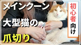 猫の一人爪切りのコツ４選。ポイント解説【メインクーン】