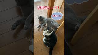 【ガチやべぇじゃん!?】猫のケンカ ハチワレマンチカンのラピちゃんとブリティッシュのあおくん #shorts #子猫動画 #cats #kitten