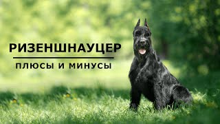 РИЗЕНШНАУЦЕР. Плюсы и минусы породы Giant Schnauzer