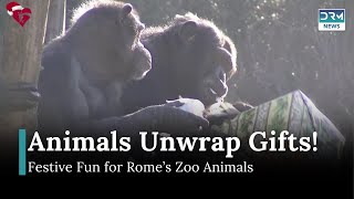 Bioparco Animals Unwrap Christmas Gifts in Style! | News Today | DRM News | AO1B