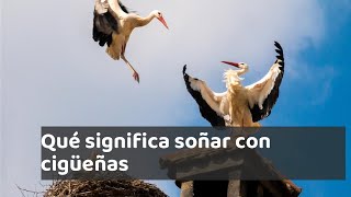 El mensajero de la fertilidad: significado de soñar con cigüeñas