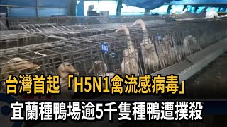 宜蘭爆首起H5N1禽流感 緊急撲殺逾5千隻種鴨－民視台語新聞