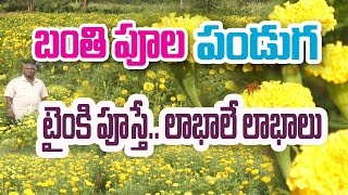 బంతి పూలు - సాగుకి అదే సరైన టైం | Marigold Cultivation | Ranga Prasad