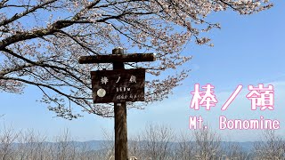 【Solo mountaineering】Cherry blossom viewing at Mt. Bonoore