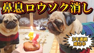 毎年誕生日恒例の「鼻息ロウソク消し」やりました！！｜パグのぺろぽん兄弟pug犬｜