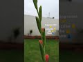 beautiful gladiolus flower buds 🌷 flowers gladiolus buds