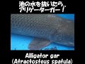 池の水を抜いたら…アリゲーターガー ！a large alligator gar captured in a pond in japan. shorts ≫ 加藤英明【公式】かとチャン