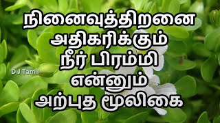 நினைவுத்திறனை அதிகரிக்கும் நீர் பிரம்மி என்னும் அற்புத மூலிகை | Tamil Health Tips | D J Tamil