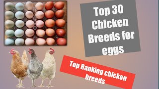 Top 30 Breeds for Eggs they never talk about