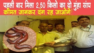 पहली बार मिला 2.50 kg का दो मुंहा सांप, कीमत जान दंग रह जाओगे!| Sand Boa Snake| SR Time