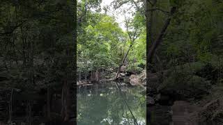 ธรรมชาติสดชื่นสวยงาม #เภวิพาเพลิน #nature #บรรยากาศ #ธรรมชาติสวยงาม #สวน ธรรมชาติ #ต้นไม้ #ลำธาร