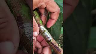 Easy Bud Grafting Avocado Tree EP211#avacado #bigavacado #grafting