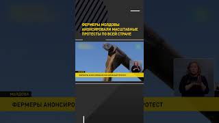 Фермеры Молдовы анонсировали масштабные протесты по всей стране #shorts #short #shortvideo