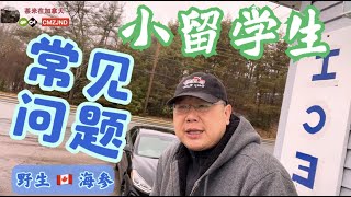 关于小留学生留学的几个常见问题