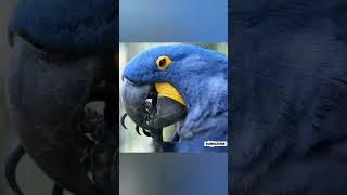 macaw |മനോഹരമായ മക്കാവുകൾ: പ്രകൃതിയുടെ വർണ്ണാഭമായ ഏവിയൻ അത്ഭുതങ്ങൾ