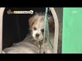 강아지들 마음 여럿 애태우는~ 동네 최고 ‘인기 犬’ 이슬이 i tv동물농장 animal farm sbs story