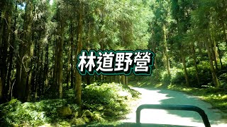 蓬萊林道/林道野營/Camping in the Wild