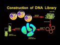 Construction of DNA Library I DNA Library I DNA Library Animation