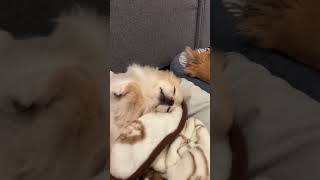 気持ちよさそうに向き合って寝るお犬様たち