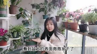 茶花“掉花苞”的“7个原因”，还不知道吗？难怪花苞噼里啪啦的 #养殖 #养花 #花  #知识