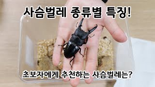 사슴벌레 종류 별 특징!! (왕사슴벌레, 애사슴벌레, 넓적사슴벌레, 톱사슴벌레, 사슴벌레, 홍다리사슴벌레)