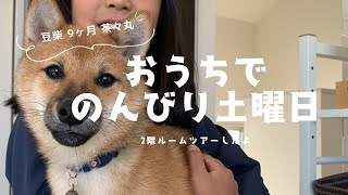 【保護犬 豆柴 9か月】茶々丸 おうちでのんびり土曜日【#57】