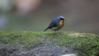 Snowy-browed Flycatcher