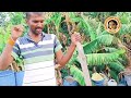 organic farming explanation by kalyan mandal rh camp 5 . bengali camp sindhanur organic farming 🧺