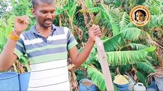 Organic farming explanation by Kalyan Mandal (RH  Camp 5). Bengali Camp-Sindhanur organic farming 🧺