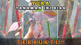 092 - SAYA SUDAH BUKTIKAN 💚 TANAMAN INI TUMBUH SUBUR DI KEBUN MINIM SINAR MATAHARI 🌞 AYO TANAM ‼️