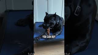 The Only 5 Dog Training Tools You Actually Need
