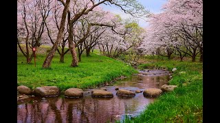 8K HDR 新潟 村上 神林水辺の楽校の桜 Niigata,Sakura at Murakami Kamihayashi Flood Control Park