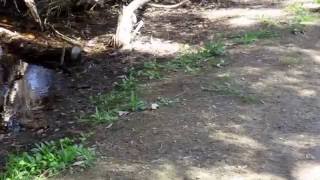 Tiger Snake at Herdsman Lake