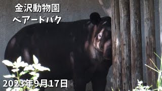 横浜市立金沢動物園　ベアードバクのアグア君