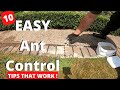 10 Amazingly Effective Ways To Kill Ants