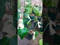 大きくなったデリシオーサに斑入りモンステラ水やり終了しました shorts 斑入り houseplant plants モンステラ indoorplant monstera 観葉植物