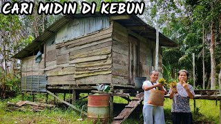 Mencari Midin, Menjolok Buah Di Kebun