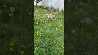 Happy fox