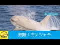 「白いシャチ」を激撮！北海道・知床の海で